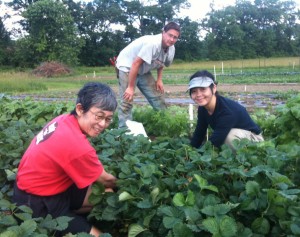 Strawberry gleaning in Tillson, June, 2010