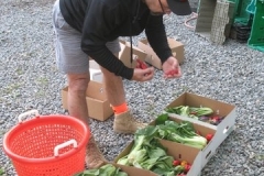 Gleaning at Huguenot St Farm, New Paltz, 2014