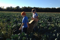 Brocoli Gleaning at Davenport Farms 2014