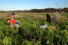 Gleaning Peppers at Davenport Farms 2014