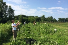 Gleaning at Huguenot St Farm, New Paltz, 2014