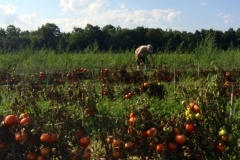 Tomato Gleaning at Davenport Farms, 2014