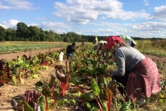 Gleaning at Whirligig Farm, 2014