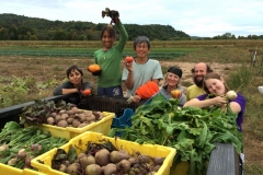 Gleaning at Whirligig Farm, 2014