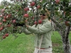 Farms to Food Pantries Apple Gleaning