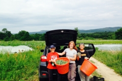 Gleaning at Huguenot St Farm, New Paltz, June 2014
