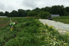 Gleaning at Huguenot St Farm, New Paltz, June 2014