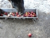 Farms to Farm Animals - mushy apple that would otherwise have been compost were donated by Little Dog Orchard and delivered to the Woodstock Farm Animal Sanctuary by UlsterCorps Volunteers