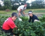 UlsterCorps Strawberrry Gleaning, Tillson, June 2010