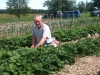 UlsterCorps Strawberrry Gleaning, Tillson, June 2010