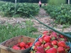 strawberrUlsterCorps Strawberrry Gleaning, Tillson, June 2010