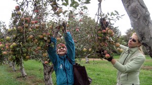 Volunteer gleaners Katherine & Liz gleaning apples at Montebello Farm