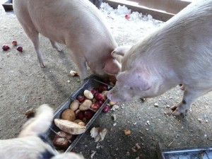 The pigs enjoying mushy apples donated by a local orchard, delivered by UlsterCorps volunteers