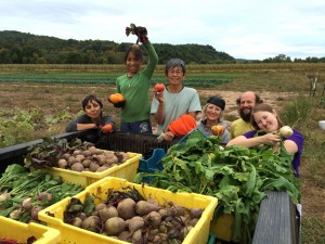 Gleaning at Whirligig Farm, September 2014