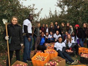 SUNY New Paltz students gleaning apples at Liberty View Farm for Make a Difference Day Saturday October 14th, 2015.