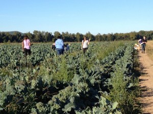RVGA Farm to Food Pantry Broccoli Gleaning