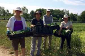 Gleaning at Huguenot Street Farm, June 20, 2016