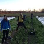 Farm to Food Pantry Field Gleaning