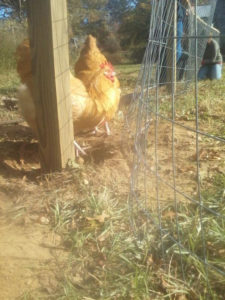 chickenfence