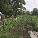 Farm to Food Pantry Kale Gleaning