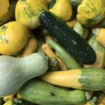 Farm to Food Pantry Zucchini Field Gleaning