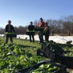 Farm to Food Pantry Greens Gleaning
