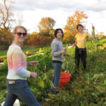 Farm to Food Pantry Green Bean Gleaning