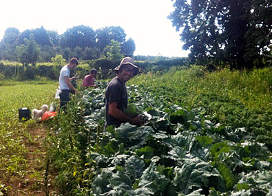 Farm to Food Pantry Kale Gleaning